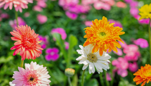 Close up flowers - a white, orange and two pink flowers stand tall in front of a patch of blurred pink flowers in the background.