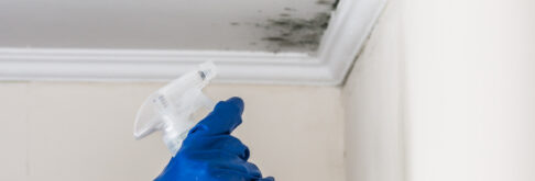 Damp and mould in a home being treated with a spray bottle