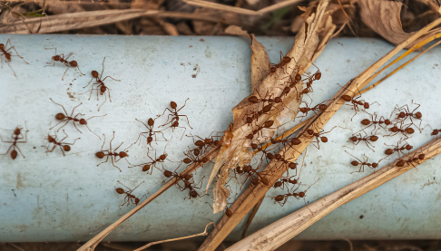 Ants climbing a long a pipe - information on pest control in our home.