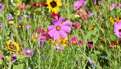 Flower garden